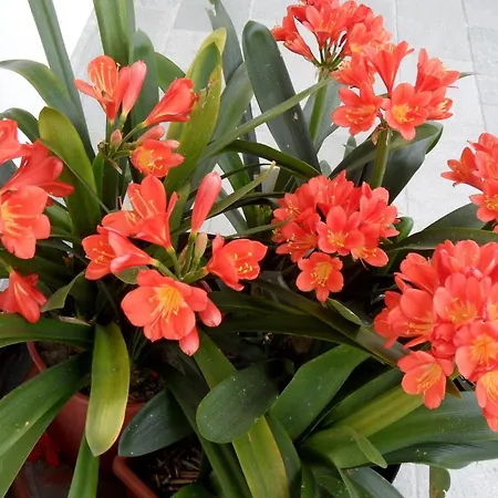 Bed & Breakfast Clivia
